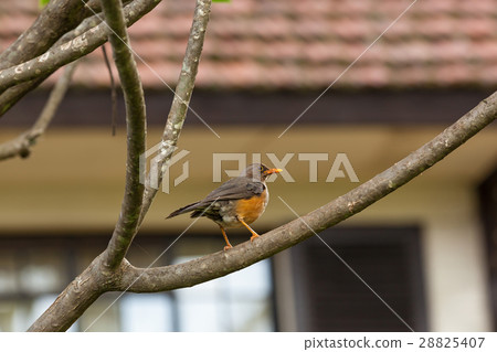 Colorful bird on safari in Kenya Colorful bird on safari in Kenya 28825407
