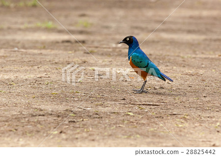 Colorful bird on safari in Kenya Colorful bird on safari in Kenya 28825442