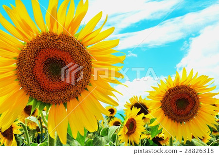 向日葵 28826318