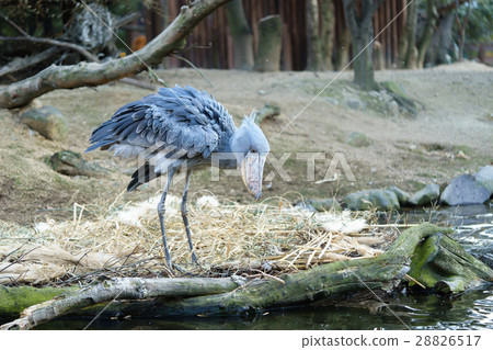 Hushibiroko Kobe Animal Kingdom 28826517