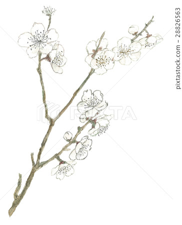 梅花1 28826563