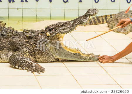 Thailand, zoo Show of crocodiles at Crocodile Farm 28826630