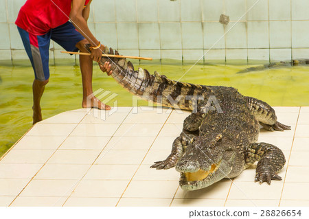 Thailand, zoo Show of crocodiles at Crocodile Farm 28826654