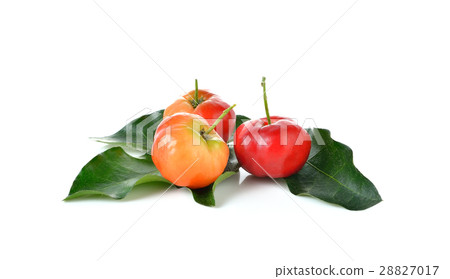 Malpighia glabra,Acerola fruit on white background 28827017