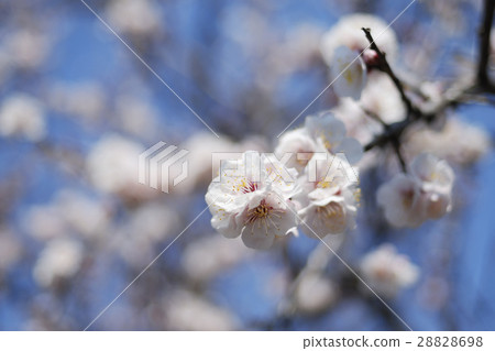 blossom cherry 28828698