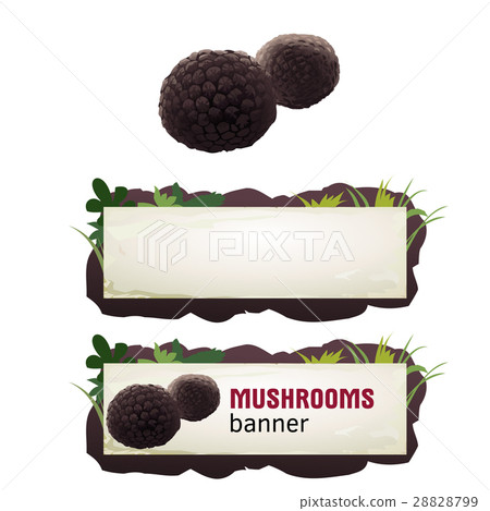 Set of mushroom vector banner, badge, sticker 28828799