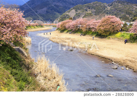 Kawazu Sakura Kawazugawa Kawazu Sakura Kawazugawa 28828800