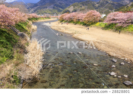 Kawazu Sakura Kawazugawa Kawazu Sakura Kawazugawa 28828801