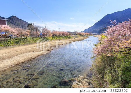 Kawazu Sakura Kawazugawa Kawazu Sakura Kawazugawa 28828802