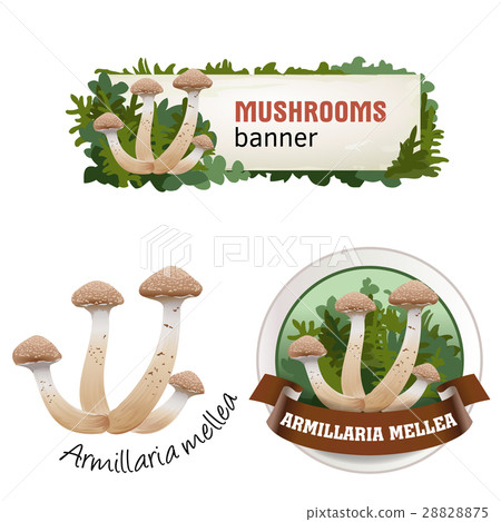 Set of mushroom vector banner, badge, sticker 28828875