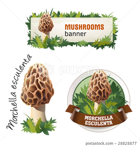 Set of mushroom vector banner, badge, sticker 28828877