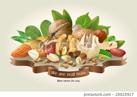 illustration mix of different types nuts illustration mix of different types nuts 28828927