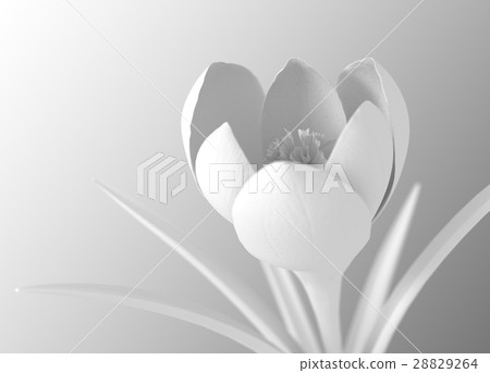 White Flower Blooming On Gradient Background 28829264