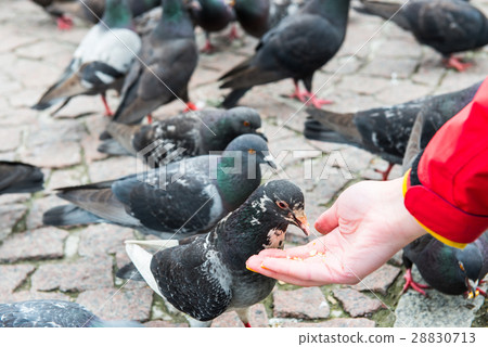 Many pigeons feeding from a hand 28830713