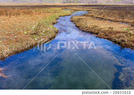 Marshy water basho 28831818
