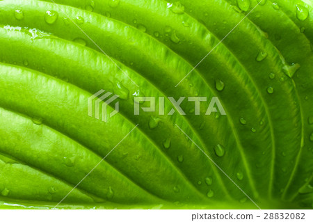 Green leaf background 28832082