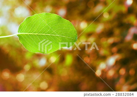 Green leaf background 28832084
