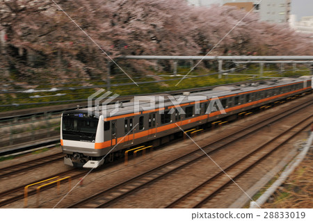 中央線E233火車穿過櫻花 28833019