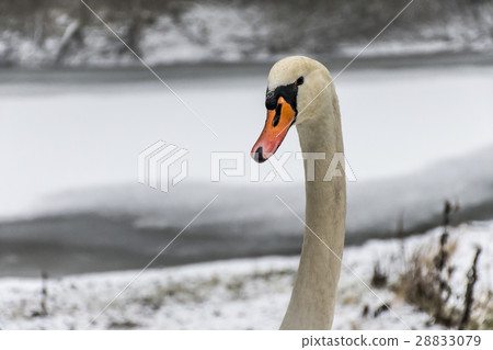 Winter Land Snow white swan Bird walk ice lake 4 28833079