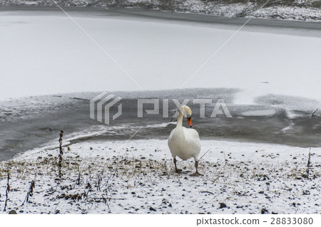 Winter Land Snow white swan Bird walk ice lake 28833080