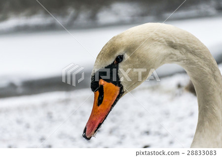 Winter Land Snow white swan Bird walk ice lake 5 28833083