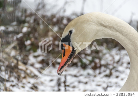 Winter Land Snow white swan Bird walk ice lake 6 28833084