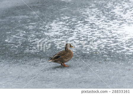 Ducks swans birds winter frozen lake ice 28833161