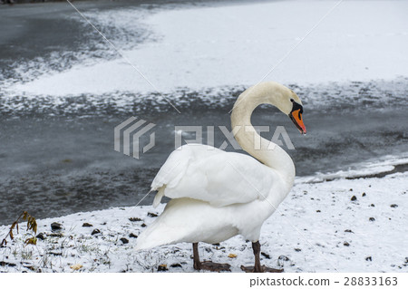 Winter Land Snow white swan Bird walk ice lake 10 28833163