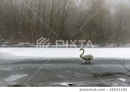 Winter Land Snow white swan Bird walk ice lake 20 28833180