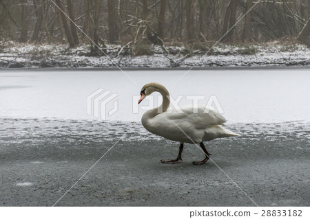 Winter Land Snow white swan Bird walk ice lake 21 28833182