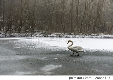 Winter Land Snow white swan Bird walk ice lake 22 Winter Land Snow white swan Bird walk ice lake 22 28833183