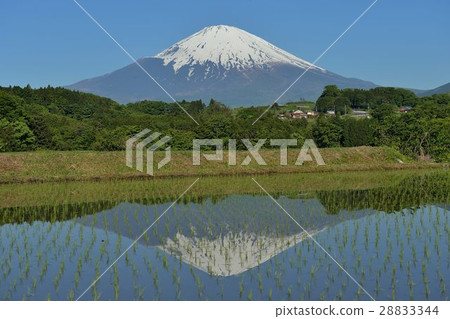 種植水稻時 28833344