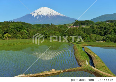 種植水稻時 28833346