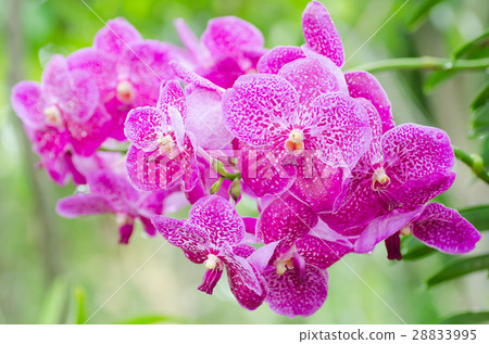 Pink orchid flower Pink orchid flower 28833995