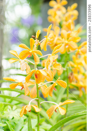 Yellow orchid flower Yellow orchid flower 28833996