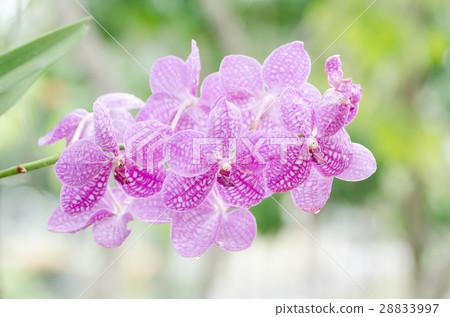 Purple orchid flower Purple orchid flower 28833997