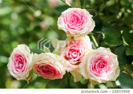 Pink rose flower Pink rose flower 28833998