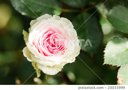 Beautiful rose flower 28833999