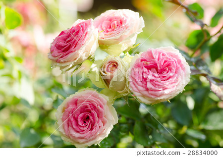 Pink rose flower Pink rose flower 28834000