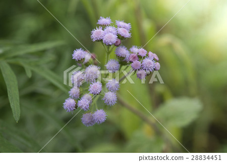 green wild herbal grass flowers (Vernonia cinerea) 28834451
