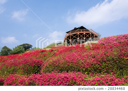 Azaleas blossoming Yae park Azaleas blossoming Yae park 28834468
