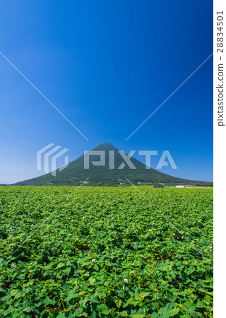 Sweet potato field and Kaidomiyake Sweet potato field and Kaidomiyake 28834501
