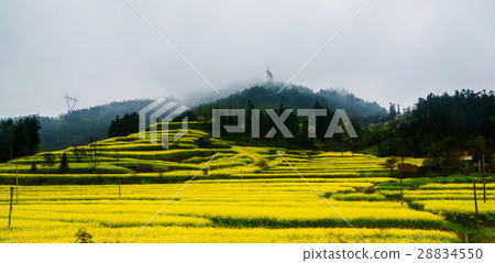 Canola field, rapeseed flower field with the mist Canola field, rapeseed flower field with the mist 28834550