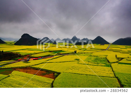 Canola field, rapeseed flower field with the mist  28834562