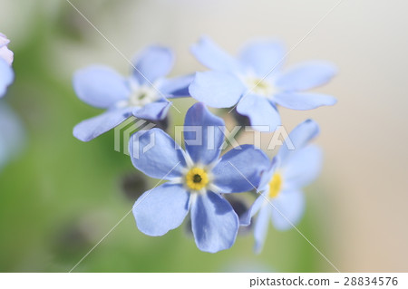 Forgetful grass 28834576