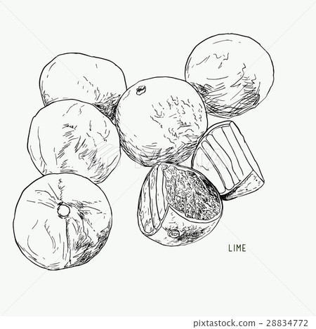 Vector hand drawn lime set. - Stock Illustration [28834772] - PIXTA