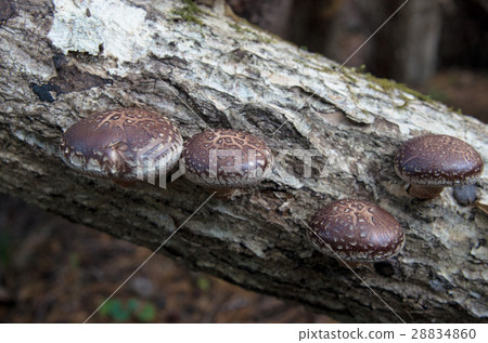 Ribbon shiitake Ribbon shiitake 28834860