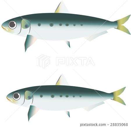 沙丁魚 28835068