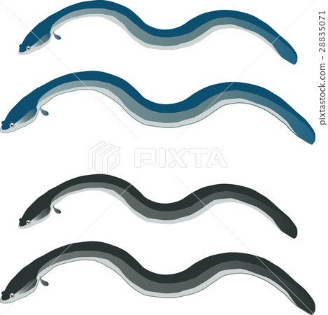 eel eel 28835071