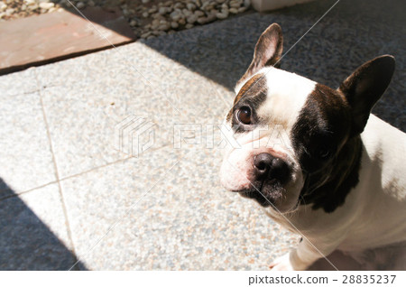 French bulldog 28835237